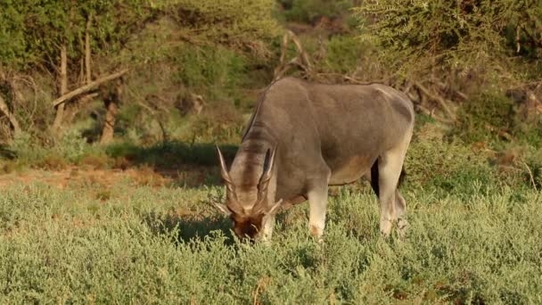 Voeding eland antelope — Stockvideo