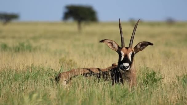 Antilope di Roan — Video Stock