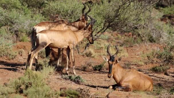 Czerwonego hartebeest antylopy — Wideo stockowe