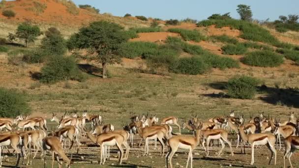 Springbok antilopen op waterhole — Stockvideo