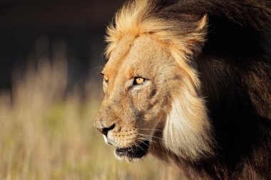 Afrika aslanı portre