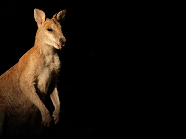 Agile Wallaby sur noir — Photo