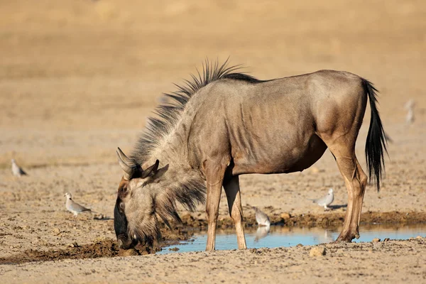 Blue wildebeest at waterhole — Stock Photo, Image