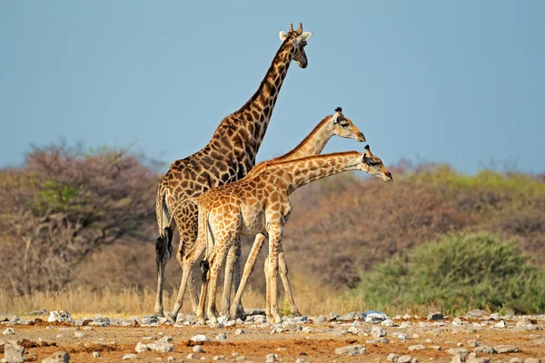 Giraffen in natuurlijke habitat — Stockfoto