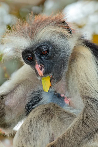 Zanzibar red colobus małpy — Zdjęcie stockowe