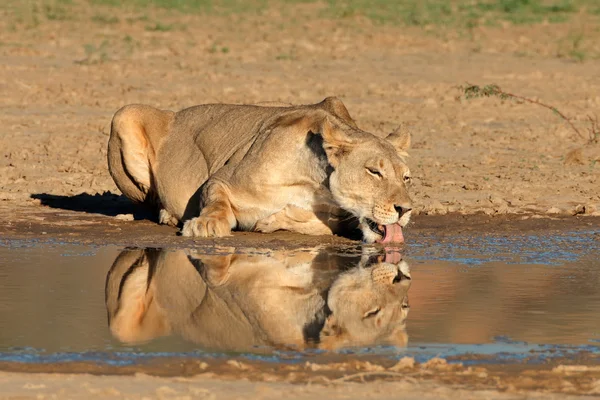 Lioness drikkevand - Stock-foto