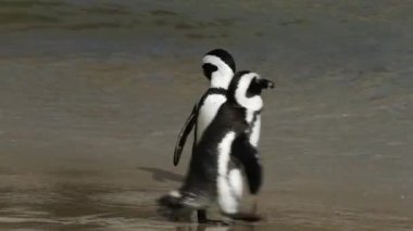Afrika penguenler