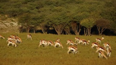 Springbok antilop otlatma