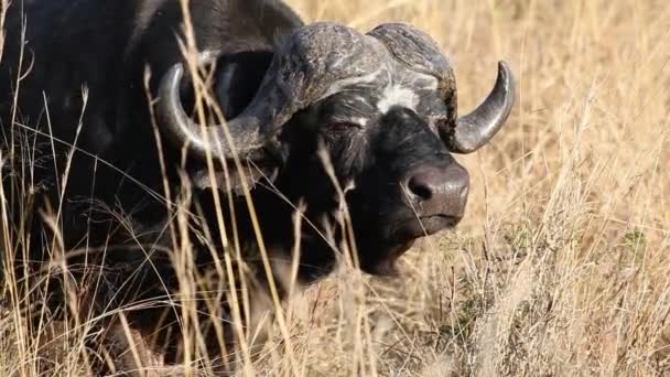 Toro di bufalo africano — Video Stock