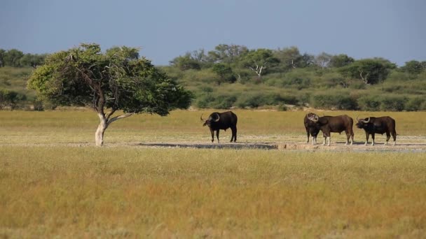Búfalos africanos — Vídeos de Stock
