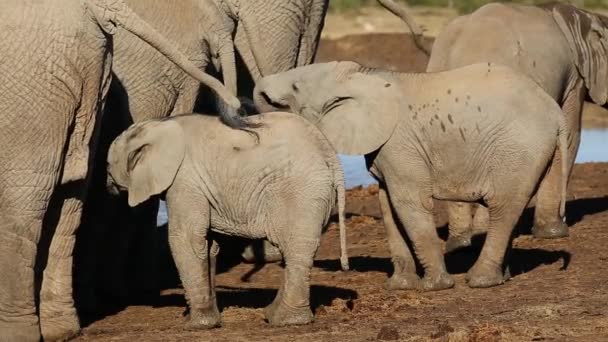 Terneros elefantes africanos — Vídeo de stock