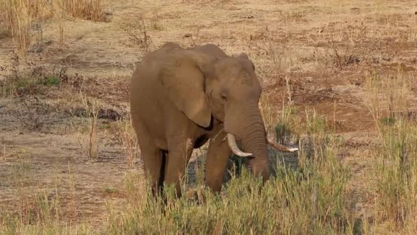 African elephant feeding — Stock Video