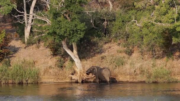 Afrikansk elefant i floden — Stockvideo