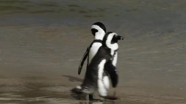 African penguins — Stock Video