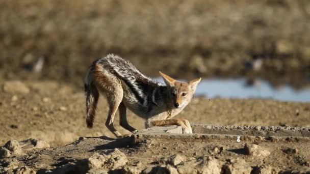 Jackal à dos noir — Video