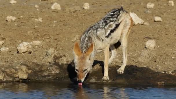 Black-backed Jackal — Stock Video