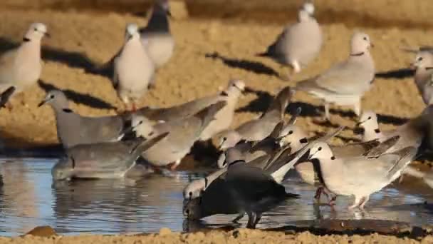 Cape turtle doves — Stock Video