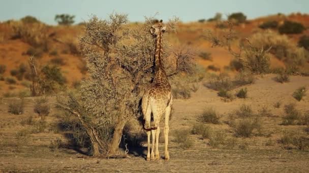 Jirafa y árbol de acacia — Vídeos de Stock