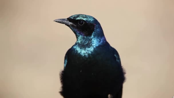 Starling dalle orecchie azzurre — Video Stock