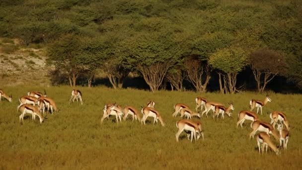 Grazing springbok antelopes — Stock Video