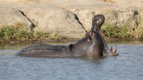 Hippopotamus yawning — Stock Video