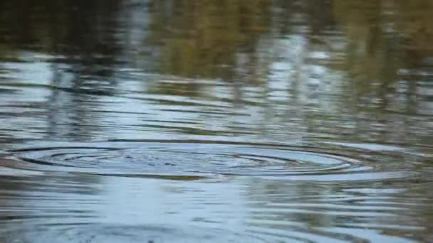 在水中的河马 — 图库视频影像