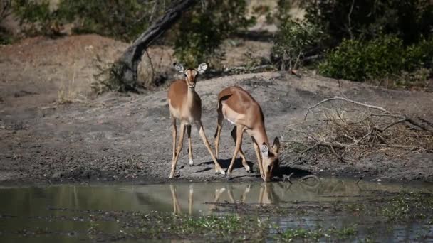 Impala antilopen drinken — Stockvideo