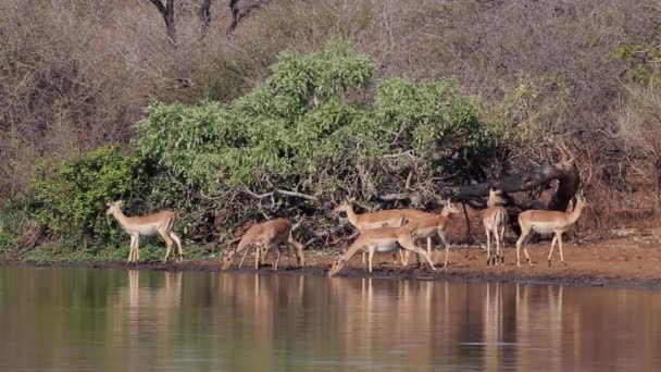 Impala antilop içme — Stok video