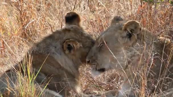 Lion interactie — Stockvideo