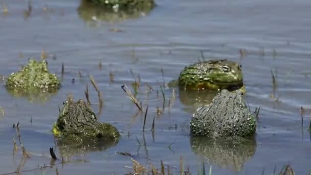 Mating African giant bullfrogs — Stock Video
