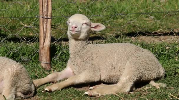 Merino schapen lam — Stockvideo