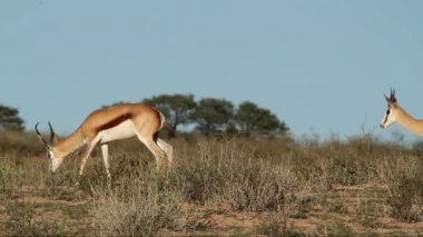 springbok tarama