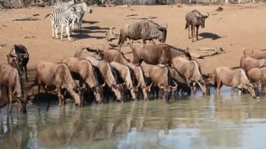Zebralar ve içme wildebeest