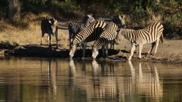 Рівнини зебр на waterhole — стокове відео