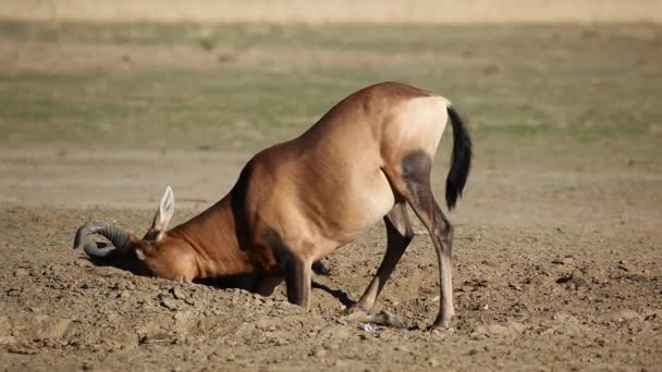 Red hartebeest antelope playing — Stock Video