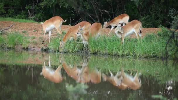 Red lechwe antelopes — Stock Video