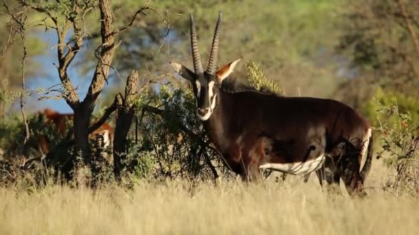 Sable antelope — Stock Video