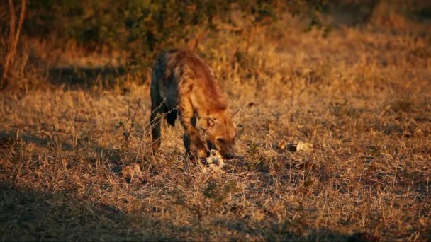 Scavenging spotted hyena — Stock Video