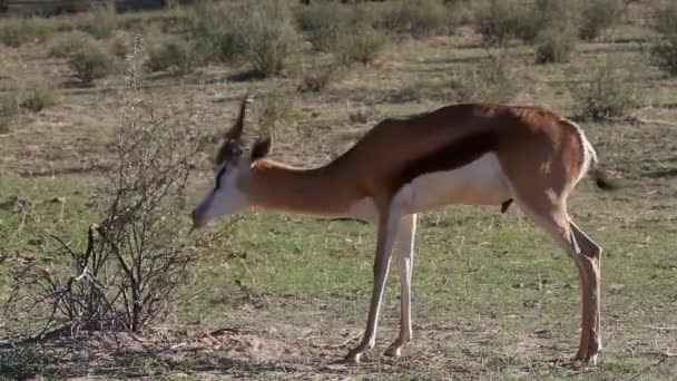 Springbok y arbusto — Vídeos de Stock