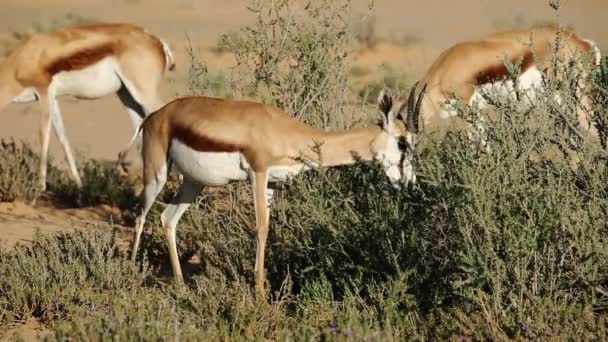 Springbok navigation — Video