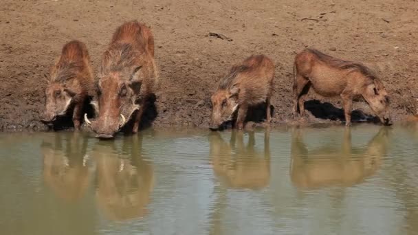 Warzenschweine trinken — Stockvideo