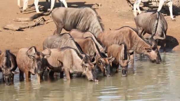 Wildebeest no buraco da água — Vídeo de Stock