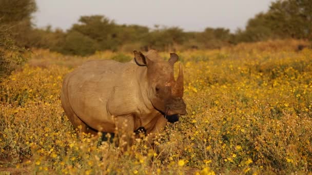 Rhinocéros blanc et veau — Video