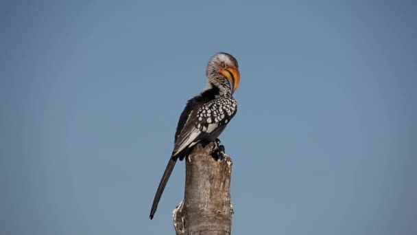 Yellow-billed hornbill — Stock Video