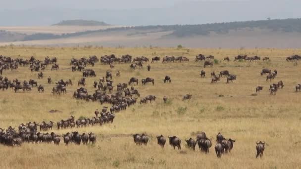 Wildebeest stéhování — Stock video