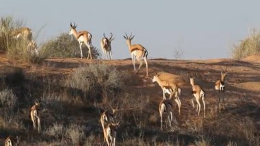 Springbok antilop kumul üzerinde