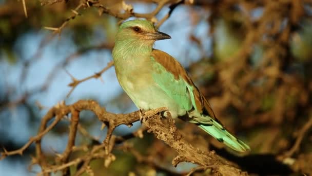 Europeiska roller — Stockvideo