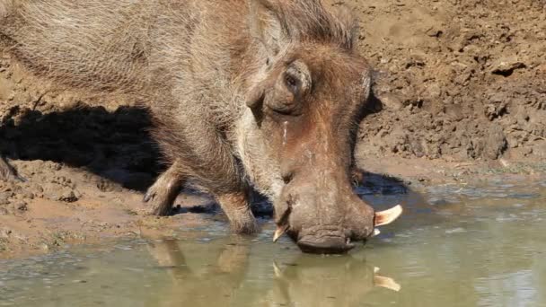 Beber warthog — Vídeo de stock