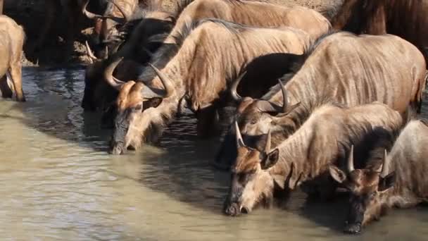 Wildebeest no buraco da água — Vídeo de Stock