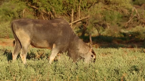 Alimentazione antilope eland — Video Stock